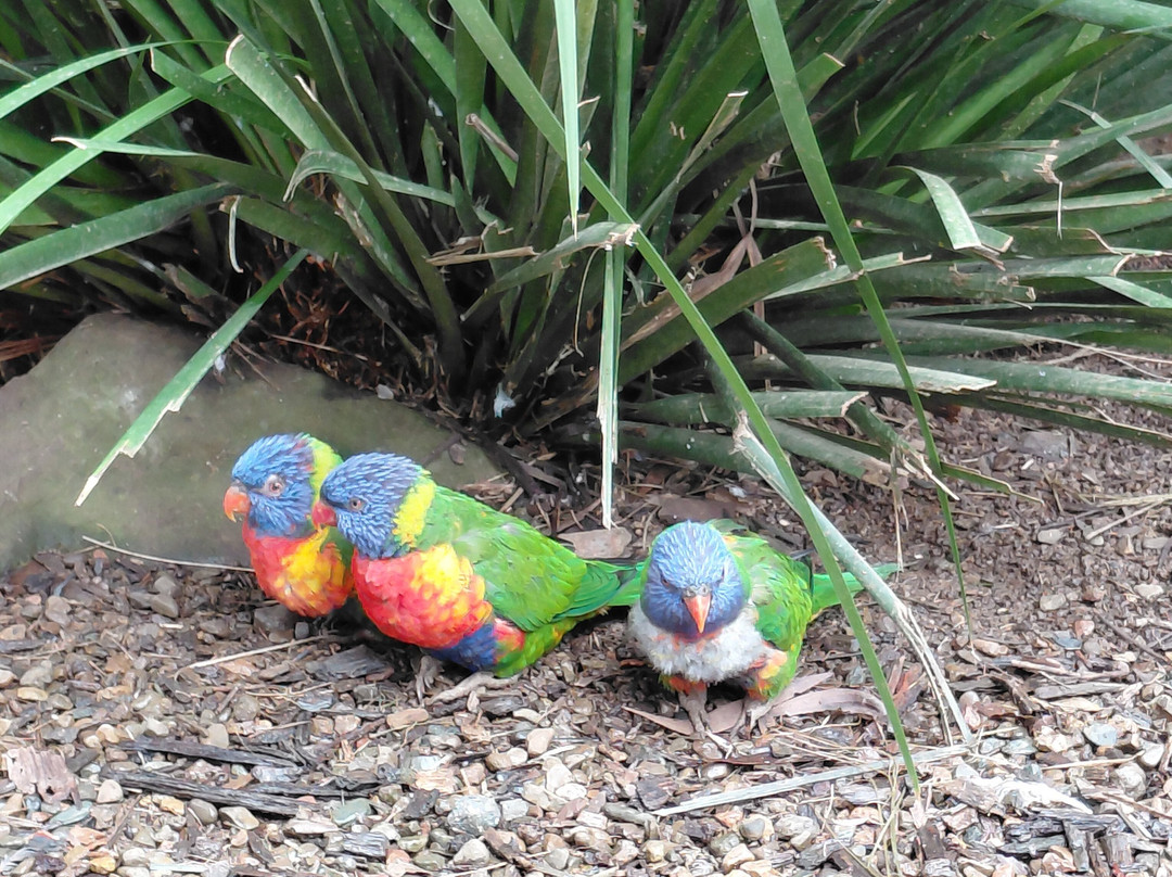 Maleny Botanic Gardens & Bird World-马莱尼必去景点