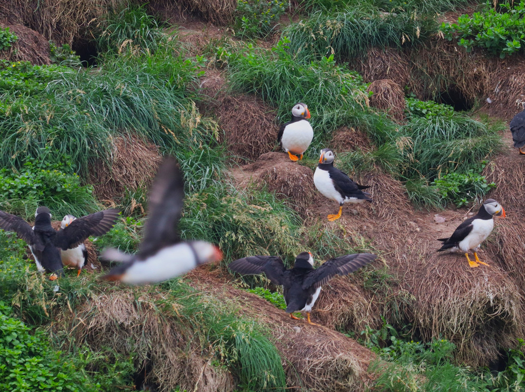 O'Brien's Whale and Bird Tours-Bay Bulls必去景点