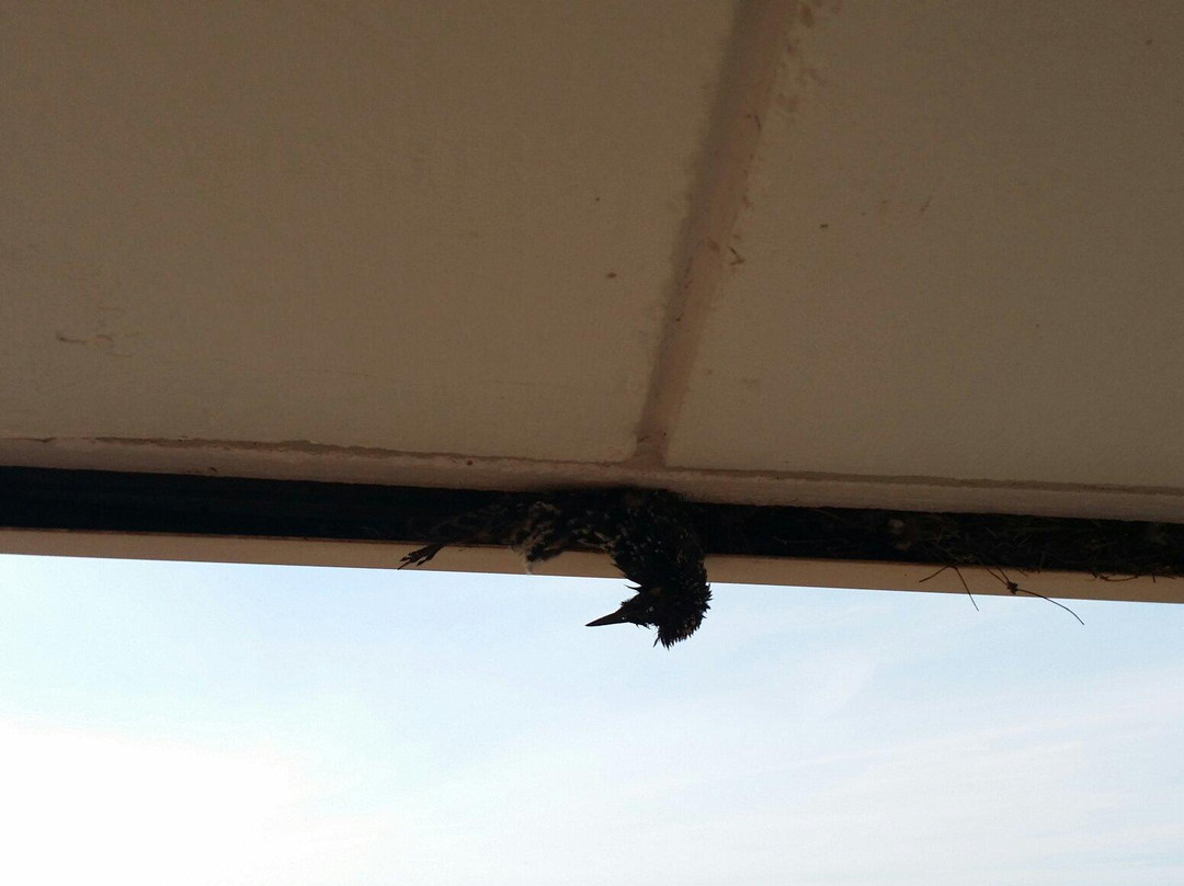 Americas Best Value Inn