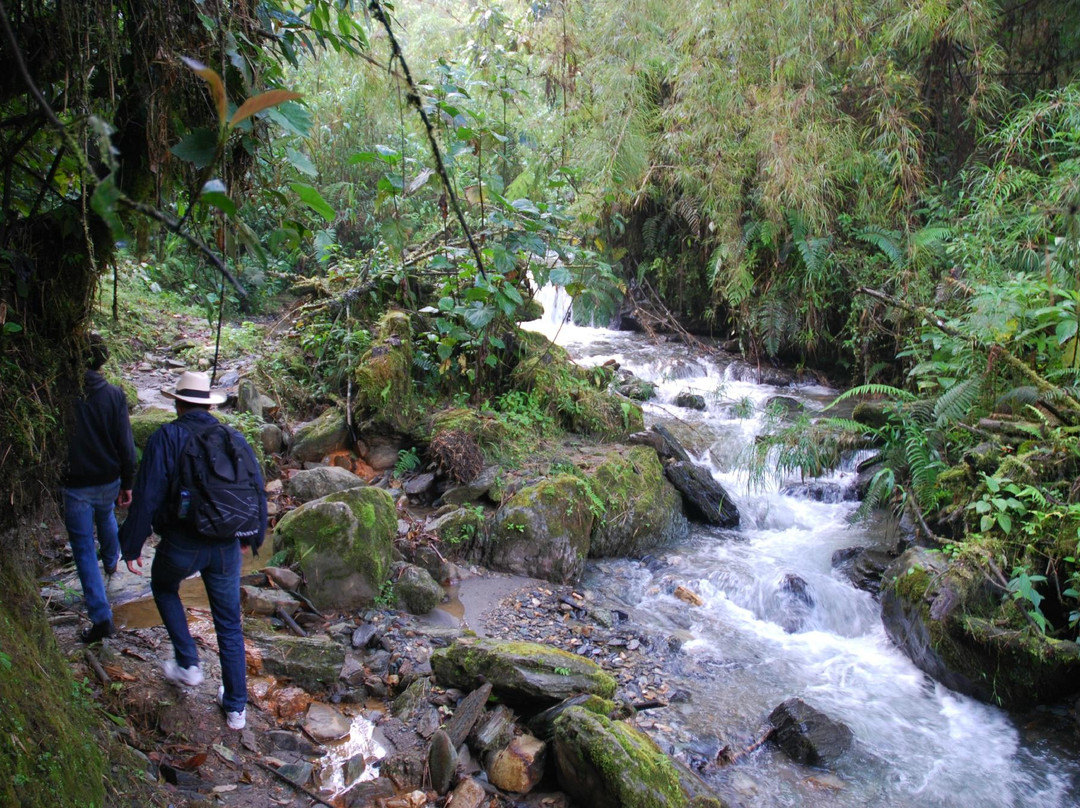 Reserva Ecologica Rio Blanco景点图片