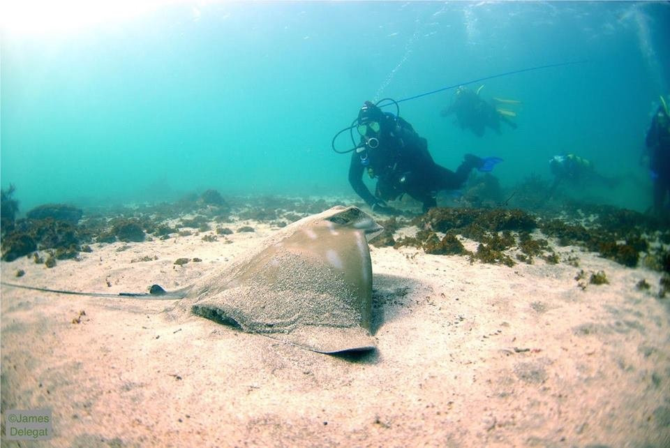 Epic Scuba-奥克兰中心地区必去景点