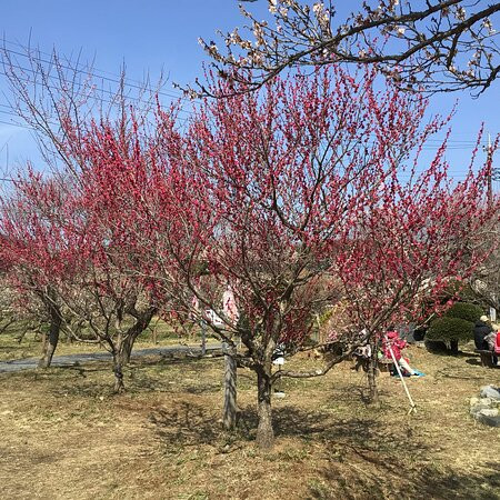 Koboyama Kanzeon-越生町必去景点