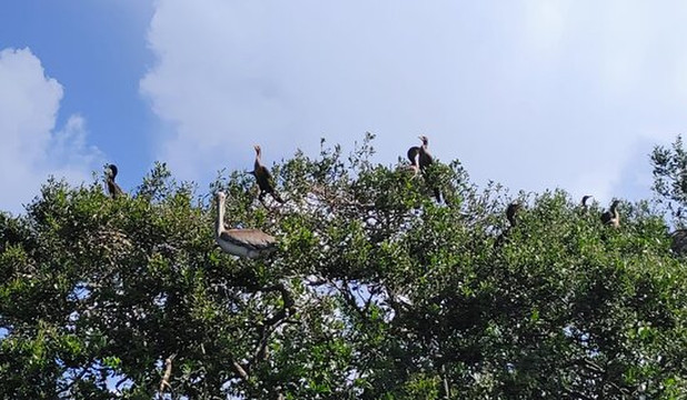 Nature Coast Excursions-Holmes Beach必去景点