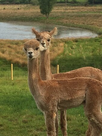 Fort Alpacas-Tregaron必去景点