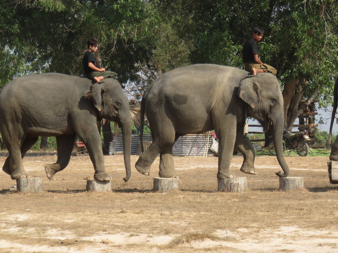 Winga Baw Elephant Camp景点图片