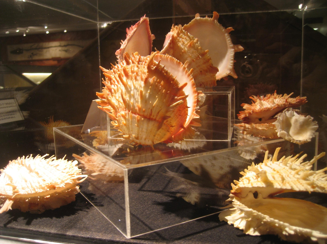 Brazosport Museum of Natural Science景点图片