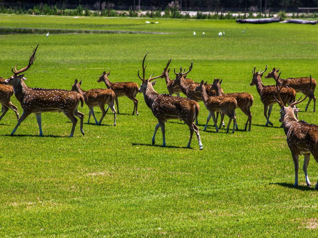 Dade City旅游攻略图片