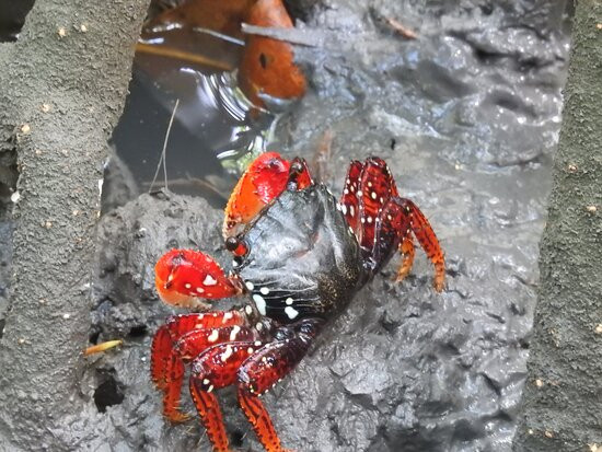 Corvina Beach-Salinopolis必去景点