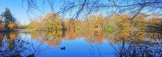 Danbury Country Park景点图片