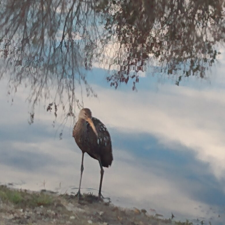 Airboats and Alligators at Lake Trafford Marina-Immokalee必去景点
