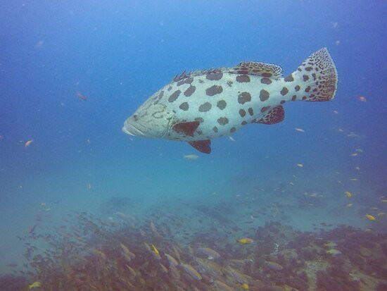 Gozo Azul Diving景点图片