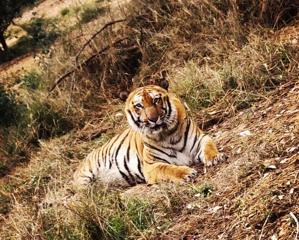 Tiger Safari景点图片