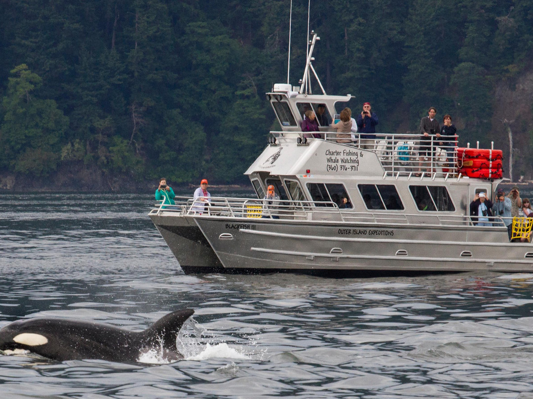 Lopez Island Whale Watching by Outer Island Expeditions景点图片
