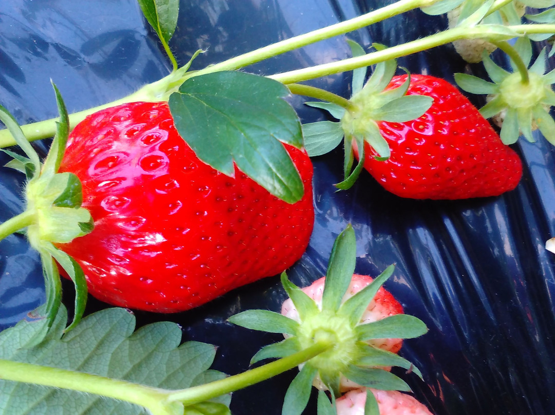 Tateyama Strawberry Picking Center