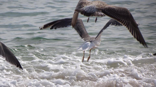 Animaris Ilha Deserta-法罗必去景点