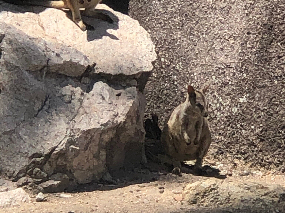 Nelly Bay to Arcadia Trail-Nelly Bay必去景点