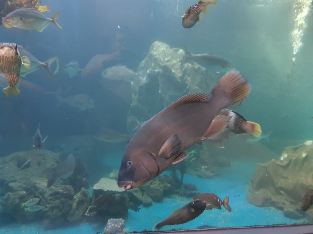 Merimbula Aquarium & Wharf-梅林布拉必去景点