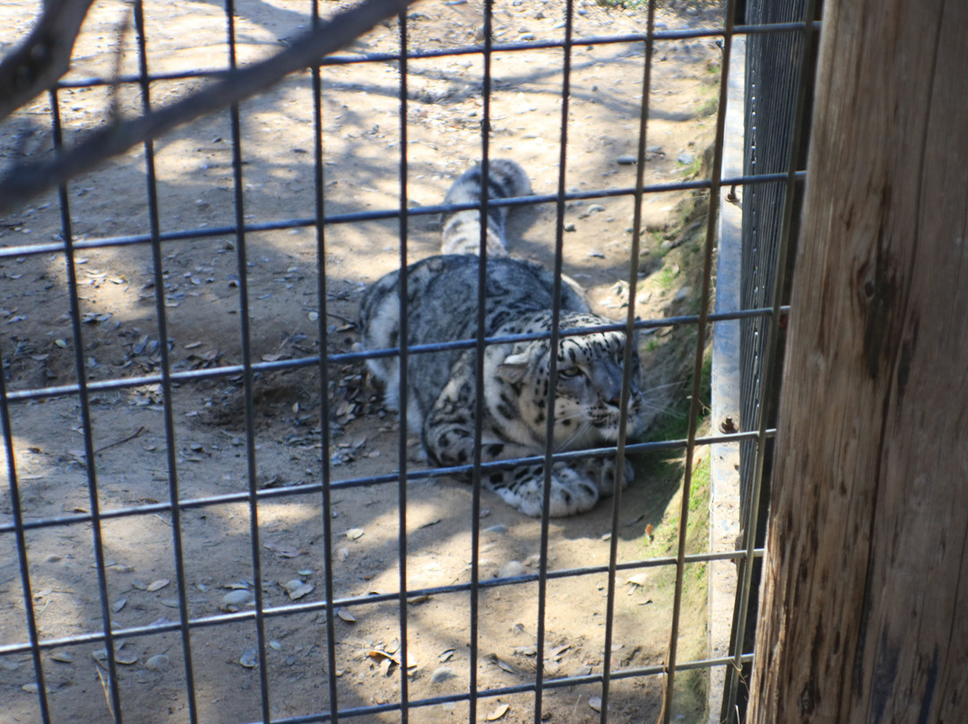 Project Survival's Cat Haven-Dunlap必去景点