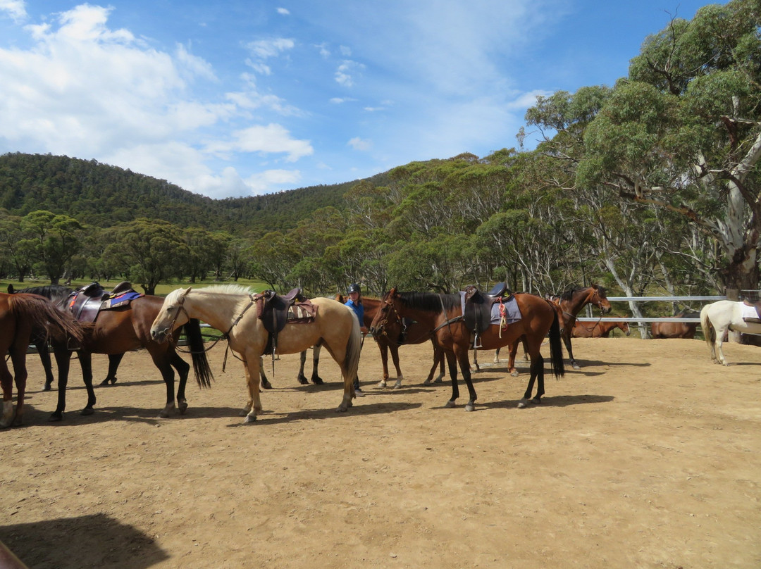 Thredbo Valley Horse Riding-Crackenback必去景点