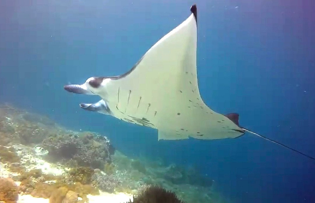 Somer Dive Center-Labuan Bajo必去景点
