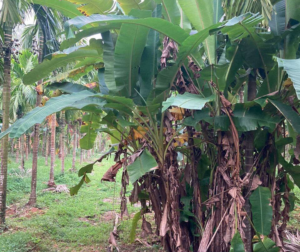 Areca Plantation Walk景点图片