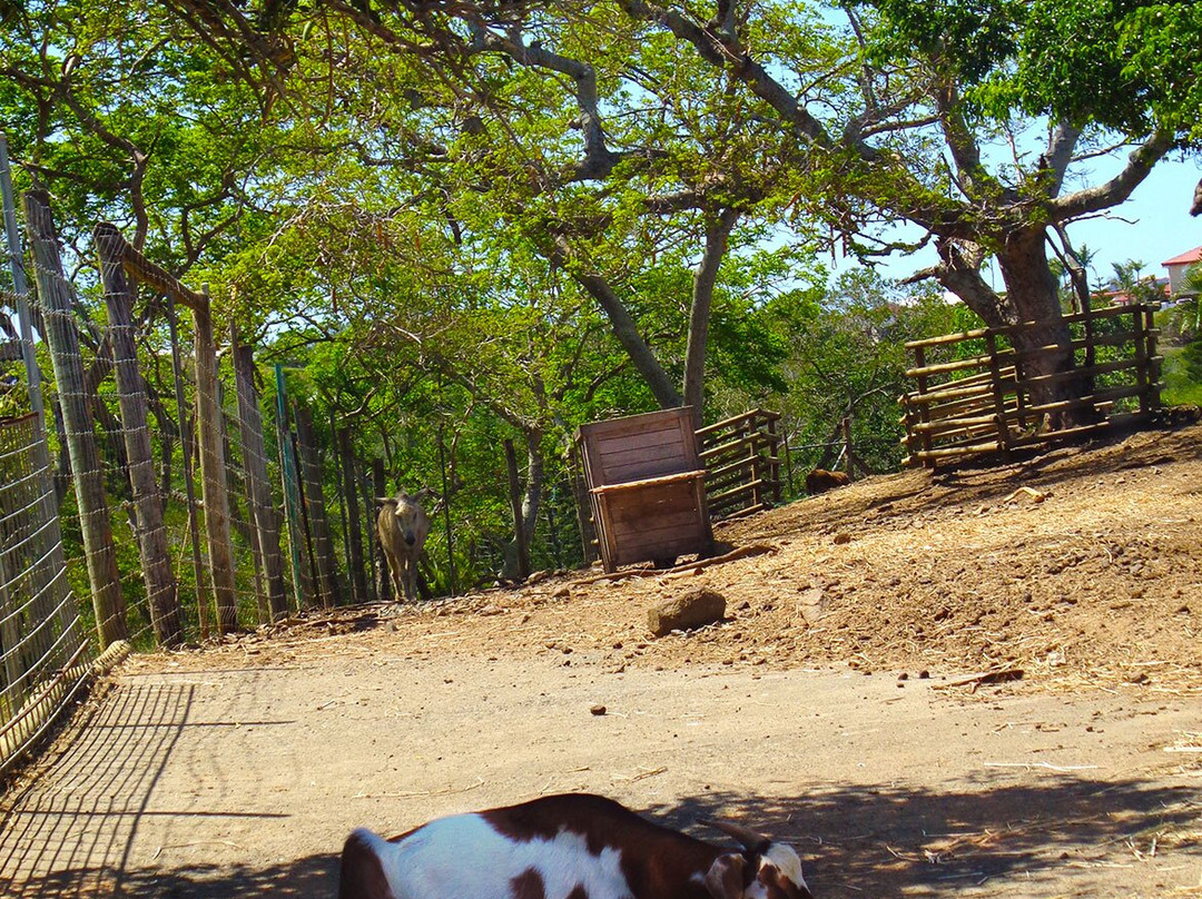 Parc zoologique et forestier-努美阿必去景点