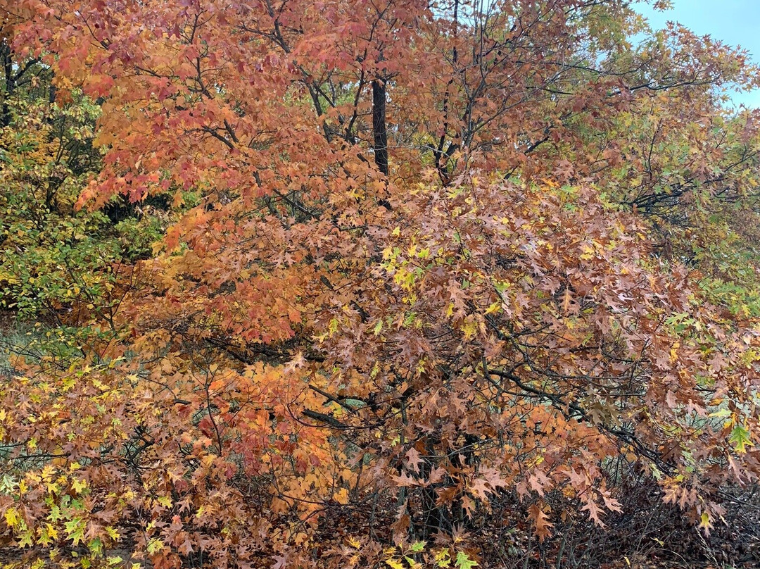 Rosy Mound Natural Area-格兰德黑文必去景点