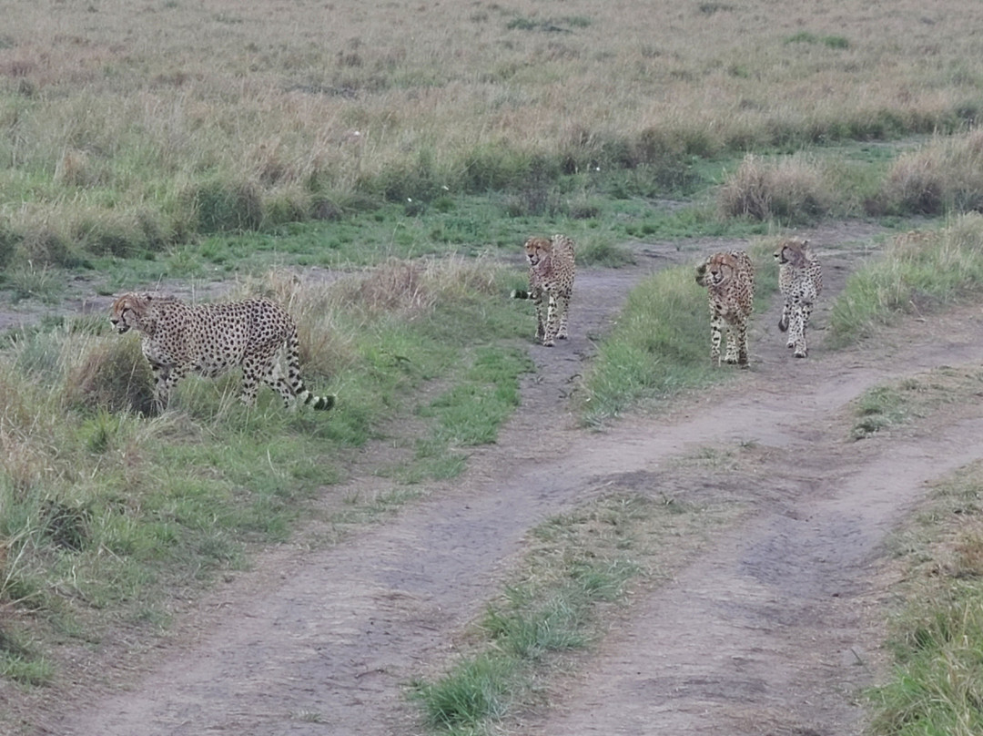 Mattaw Safaris Ltd景点图片