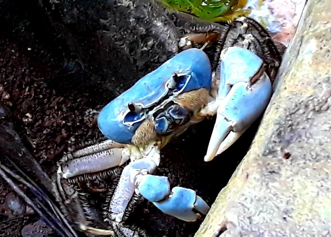 The Dales Hiking Trail-圣诞岛必去景点