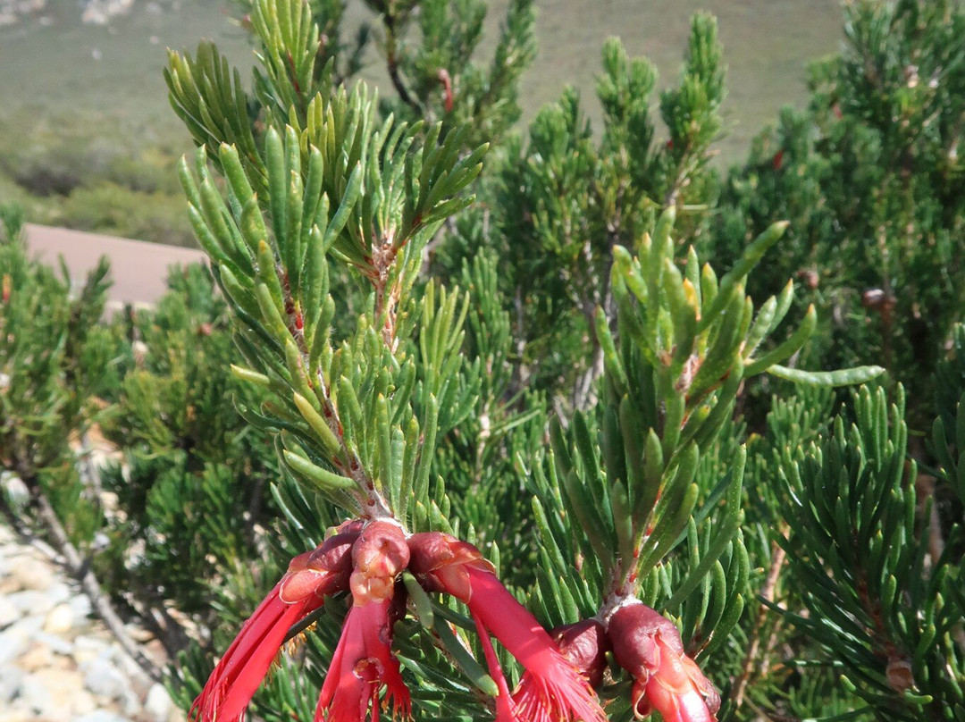 Barrens Lookout-Hopetoun必去景点