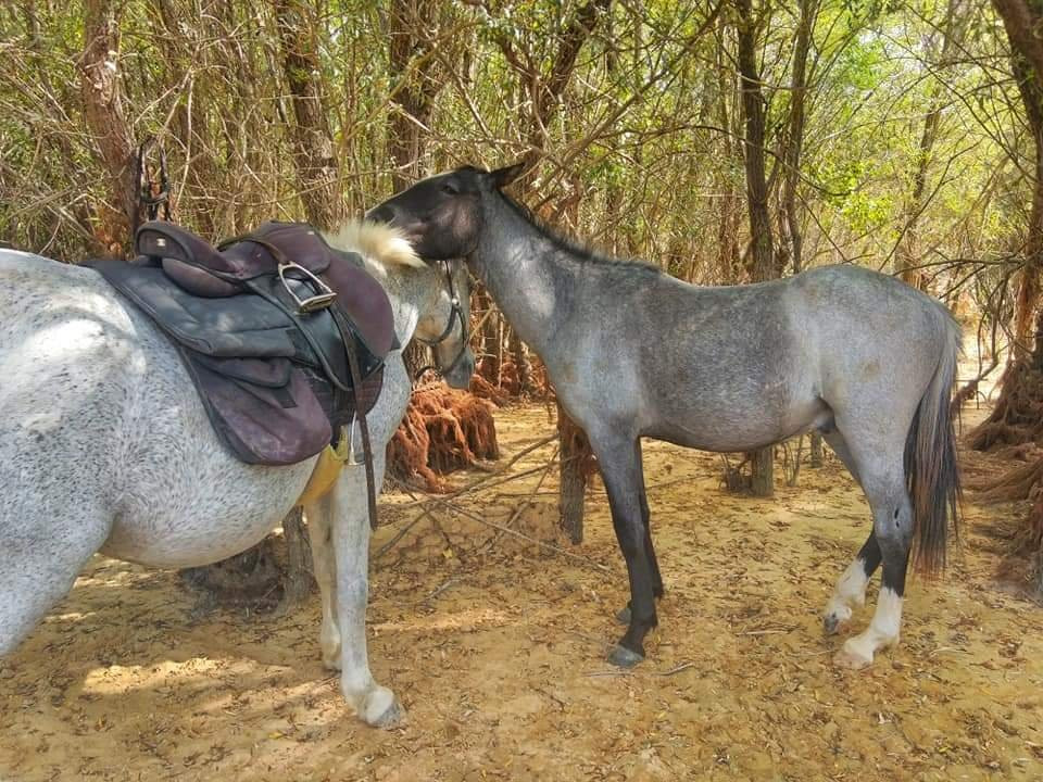Verdon Équitation
