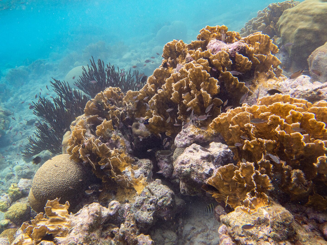 Caribe Watersport-Kralendijk必去景点