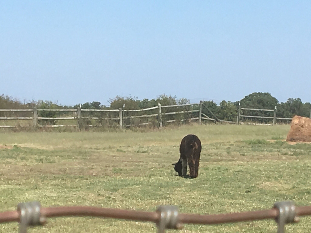 Alpacas-N-Moore-Guthrie必去景点