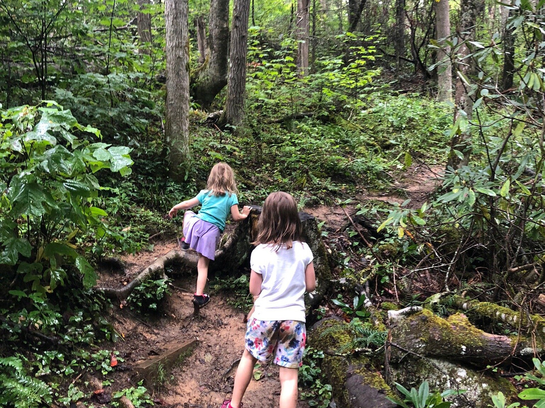 Roan Mountain State Park景点图片