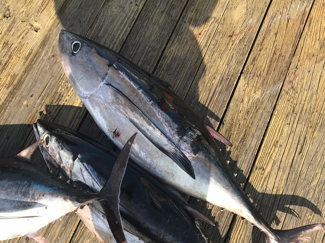 Rhonda's Osprey Offshore Charters-Palm Beach Shores必去景点