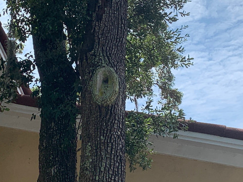 Tree Spirits of St. Simons Island-圣西蒙斯岛必去景点