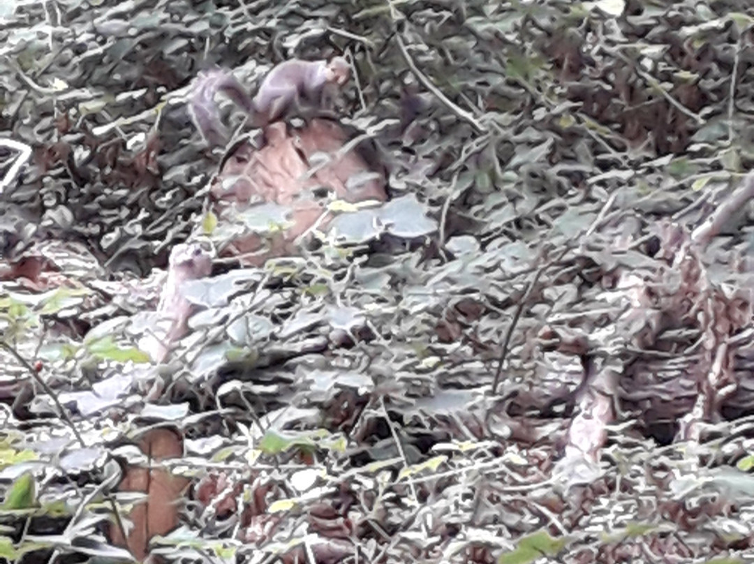 High Woods Country Park景点图片