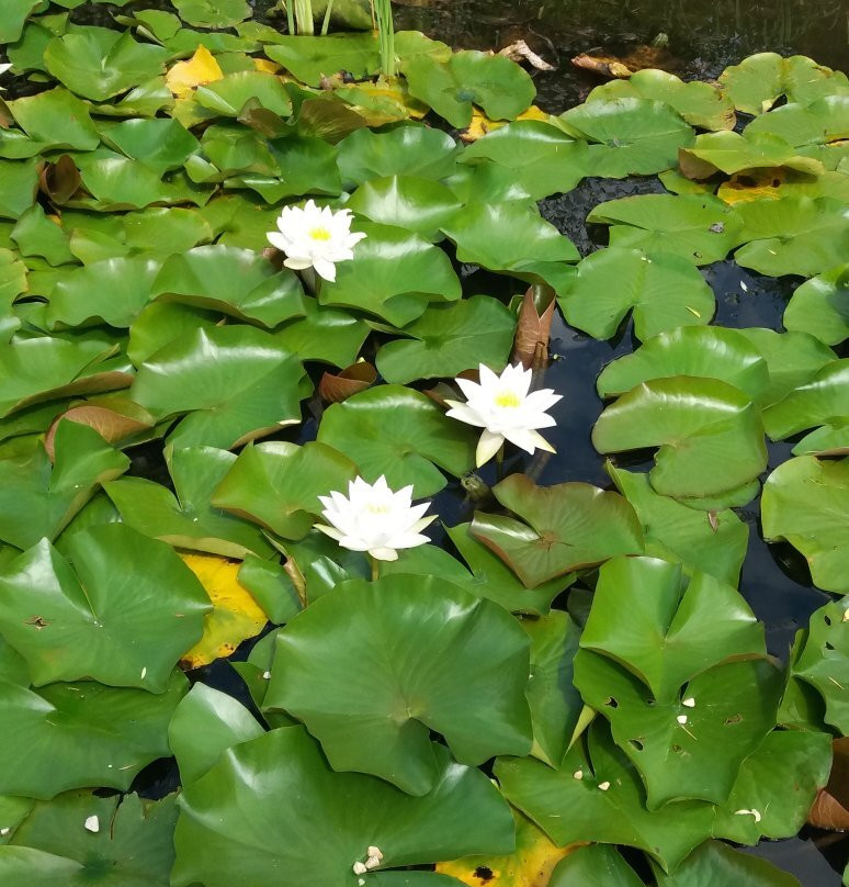 Brenzpark景点图片