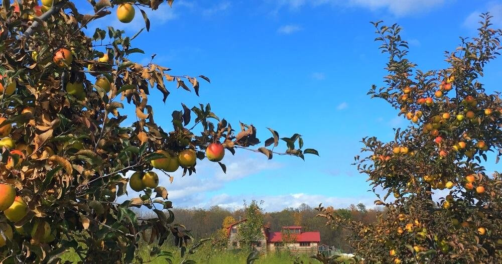 Finger Lakes Cider House景点图片