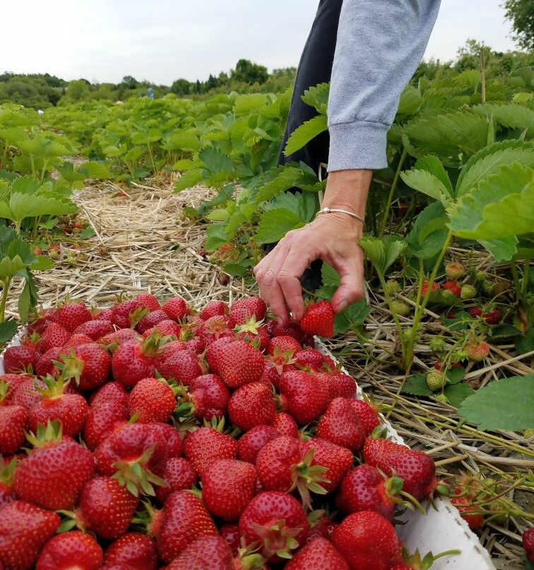 Sweet Berry Farm-米德尔敦必去景点