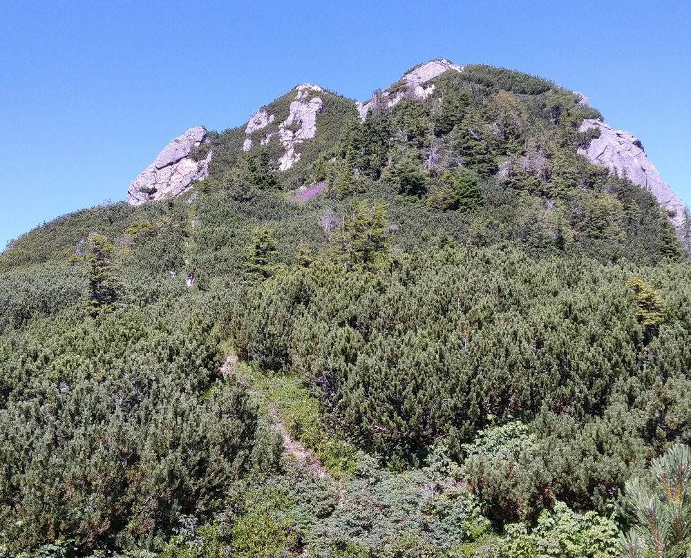 Al Gallo Forcello 1530主图