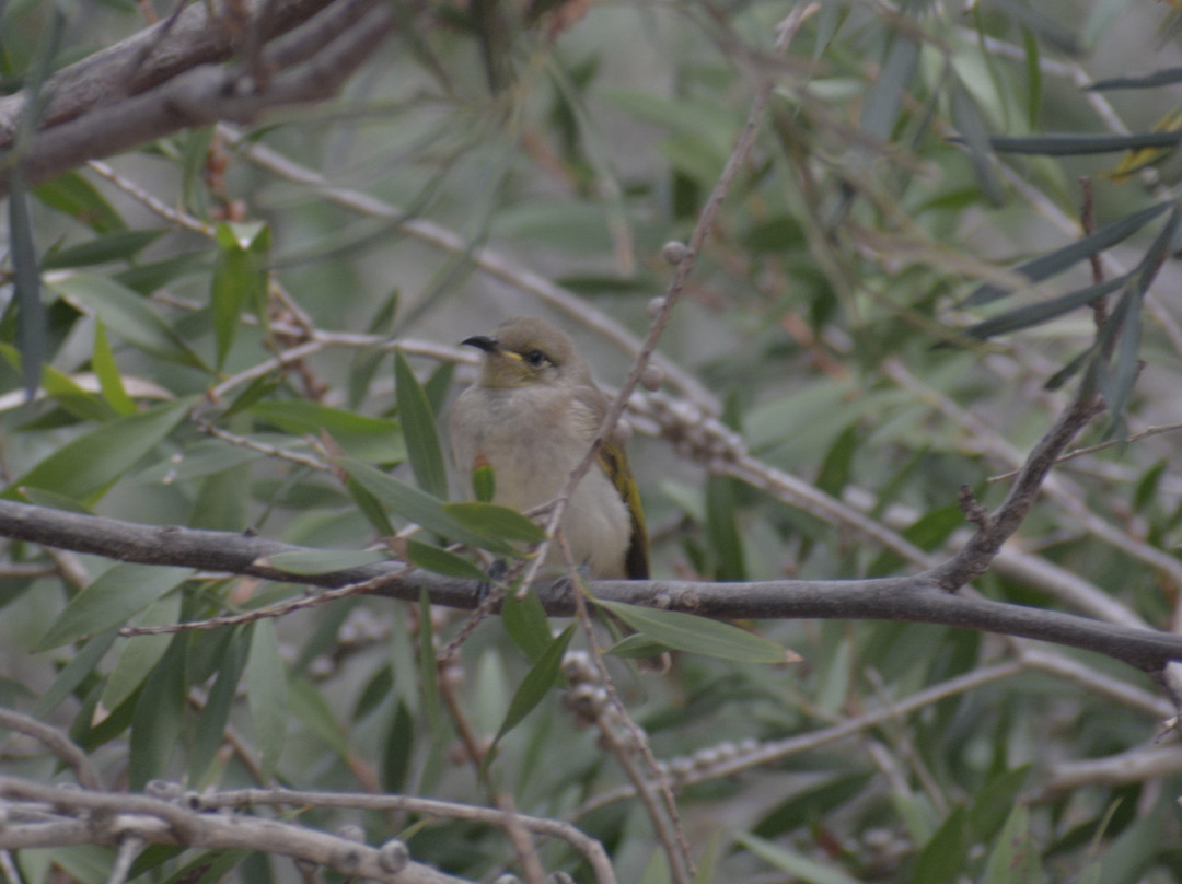 Mulanah Gardens主图