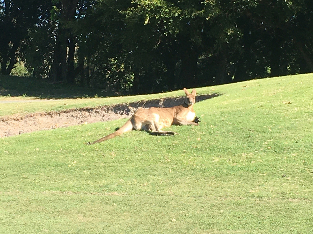 Palmer Coolum Resort Golf Course-Yaroomba必去景点