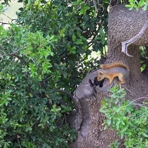 Ajloun Nature Reserve-Ajlun必去景点