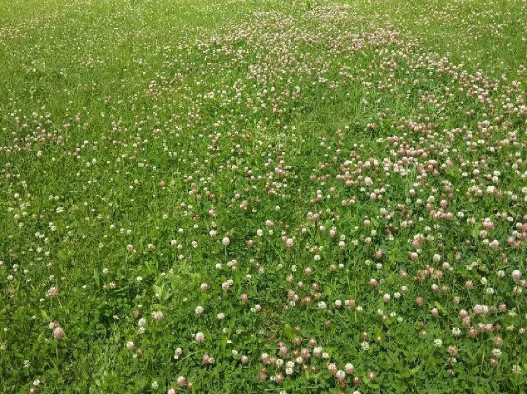 Stavropol Botanical Garden景点图片