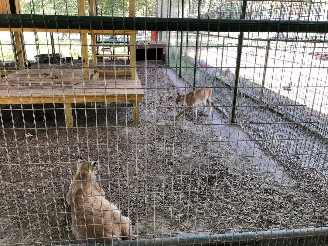 East Texas Gators and Wildlife Park-Grand Saline必去景点