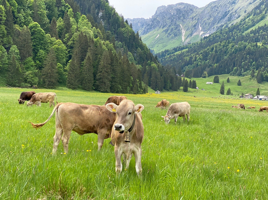 Obersee-Nafels必去景点