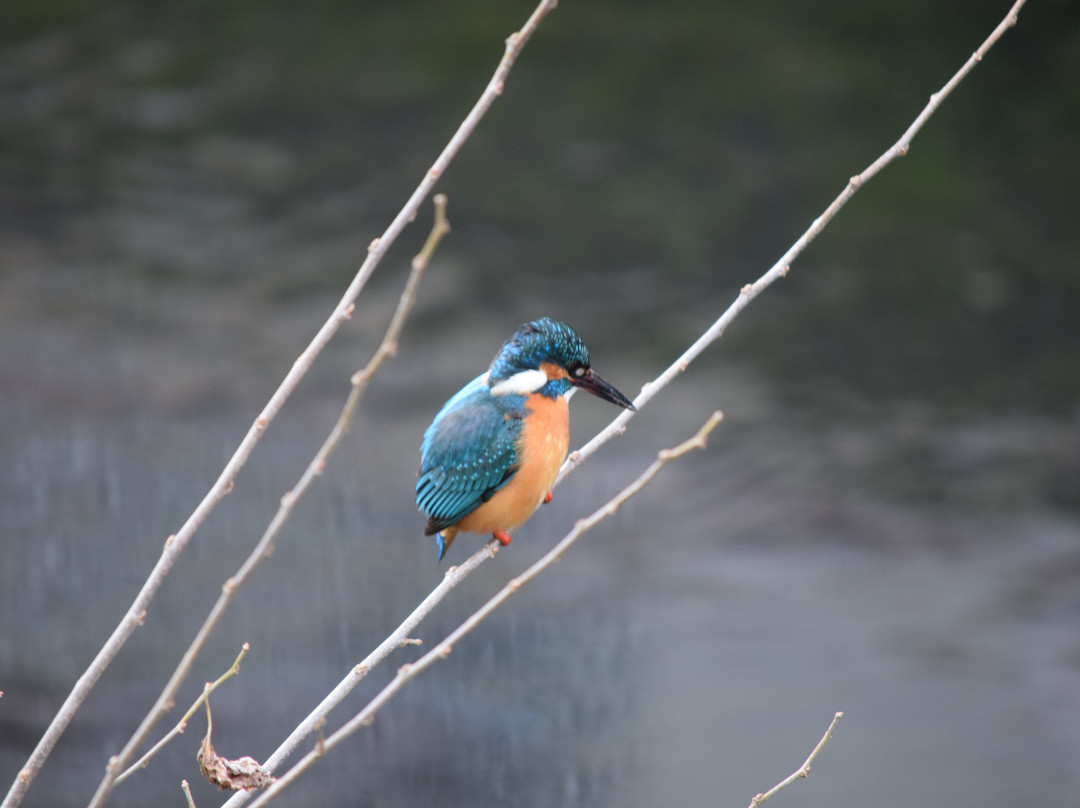 Ochiai River and Minamisawa Springs-东久留米市必去景点