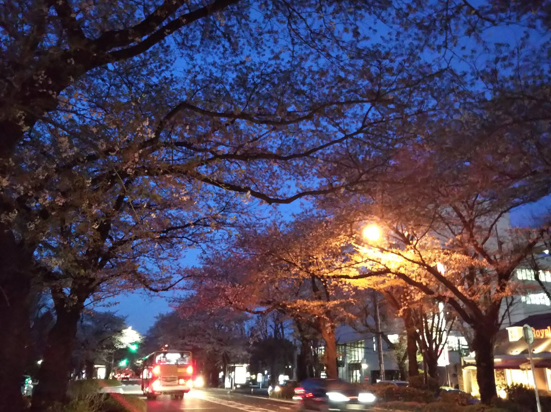 Sagamihara City Hall Sakura Street-相模原市必去景点