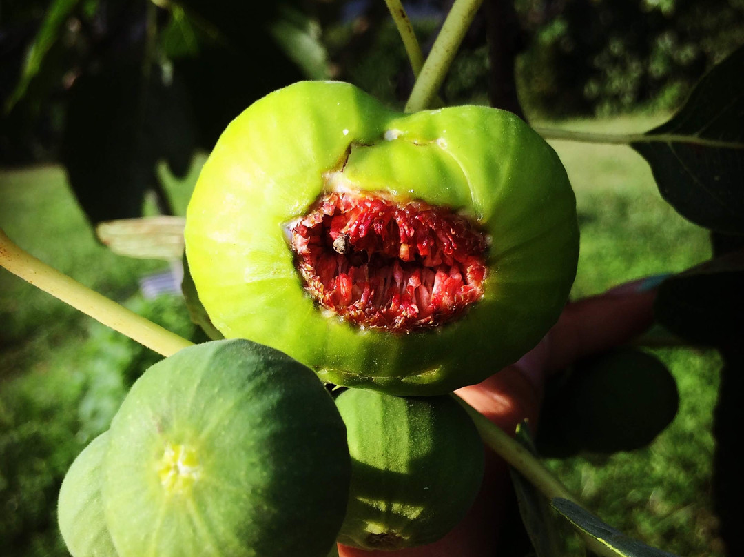 Guesthouse Kamelia主图